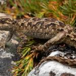 Open Bay Islands gecko (alpine form, Westland). <a href="https://www.instagram.com/samuelpurdiewildlife/">© Samuel Purdie</a>