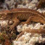 Open Bay Islands gecko (alpine form, Westland). <a href="https://www.instagram.com/samuelpurdiewildlife/">© Samuel Purdie</a>