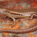 Cryptic skink (Aparima River, Southland) . <a href="https://www.instagram.com/samuelpurdiewildlife/">© Samuel Purdie</a>