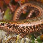 Green skink (Aparima River, Southland). <a href="https://www.instagram.com/samuelpurdiewildlife/">© Samuel Purdie</a>