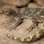Raggedy Range gecko (Central Otago). <a href="https://www.instagram.com/samuelpurdiewildlife/">© Samuel Purdie</a>
