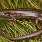 Kupe skink (Whanganui Coast). <a href="https://www.instagram.com/samuelpurdiewildlife/">© Samuel Purdie</a>