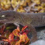 Kahurangi gecko (Mount Arthur, Nelson). <a href="https://www.instagram.com/samuelpurdiewildlife/">© Samuel Purdie</a>