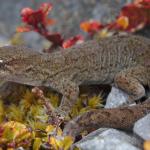 Kahurangi gecko (Mount Arthur, Nelson). <a href="https://www.instagram.com/samuelpurdiewildlife/">© Samuel Purdie</a>