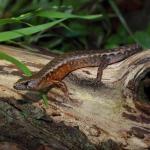 Ornate skink on rotten log (North Shore, Auckland). <a href="https://www.instagram.com/nickharker.nz/">© Nick Harker</a>