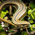 Herbfield skink (Otago Peninsula). <a href="https://www.flickr.com/photos/151723530@N05/page3">© Carey Knox</a>