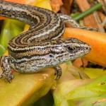 Herbfield skink (Otago Peninsula). <a href="https://www.flickr.com/photos/151723530@N05/page3">© Carey Knox</a>