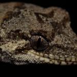 Forest gecko (North Auckland). <a href="https://www.instagram.com/nickharker.nz/">© Nick Harker</a>