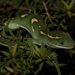 A heavily patterned male elegant gecko in Kanuka (Waitakere Ranges, Auckland). <a href="https://www.instagram.com/nickharker.nz/">© Nick Harker</a> 