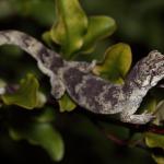 Male forest gecko on red matipo (North Auckland). <a href="https://www.instagram.com/nickharker.nz/">© Nick Harker</a>