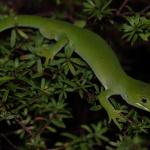 Male elegant gecko in Kanuka (Rodney District, Auckland). <a href="https://www.instagram.com/nickharker.nz/">© Nick Harker</a> 