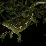 Male elegant gecko in manuka (North Auckland). <a href="https://www.instagram.com/nickharker.nz/">© Nick Harker</a> 