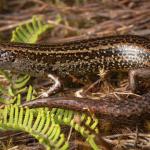 Ōkārito skink (Ōkārito, West Coast). <a href="https://www.instagram.com/samuelpurdiewildlife/">© Samuel Purdie</a>