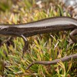 A 'mahogany' form of the Te Wāhipounamu skink (Fiordland). <a href="https://www.instagram.com/samuelpurdiewildlife/">© Samuel Purdie</a>