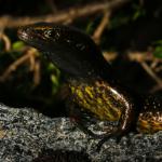 A 'mahogany' form of the Te Wāhipounamu skink showcasing the concentrated dark flecking on its neck and throat (Sinbad Gully, Fiordland). <a href="https://www.flickr.com/photos/rocknvole/">© Tony Jewell</a>