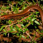 A 'mahogany' form of the Te Wāhipounamu skink (Sinbad Gully, Fiordland). <a href="https://www.flickr.com/photos/rocknvole/">© Tony Jewell</a> 