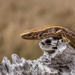 Southern grass skink (Canterbury). <a href="https://www.instagram.com/euan.brook/">© Euan Brook</a>