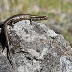 Southern grass skink (Banks Peninsula). <a href="https://www.instagram.com/benweatherley.nz/?hl=en">© Ben Weatherley</a>