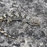 Southern Alps gecko (Porters Pass). <a href="https://www.instagram.com/benweatherley.nz/?hl=en">© Ben Weatherley</a>