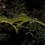 Striped male elegant gecko in Manuka (Waitakere Ranges, Auckland). <a href="https://www.instagram.com/nickharker.nz/">© Nick Harker</a> 