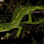 Female elegant gecko in Manuka (Waitakere Ranges, Auckland). <a href="https://www.instagram.com/nickharker.nz/">© Nick Harker</a> 