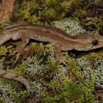 Pacific gecko on forest floor (Bay of Islands). <a href="https://www.instagram.com/nickharker.nz/">© Nick Harker</a>