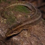 Pacific gecko with striped pattern (Motuora Island, Hauraki Gulf). <a href="https://www.instagram.com/nickharker.nz/">© Nick Harker</a>