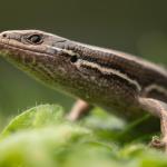 Tussock skink (Otago). <a href="https://www.instagram.com/samuelpurdiewildlife/">© Samuel Purdie</a>