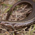 Herbfield skink (Otago). <a href="https://www.instagram.com/samuelpurdiewildlife/">© Samuel Purdie</a>