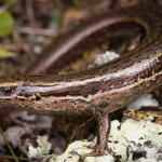 Herbfield skink (Otago). <a href="https://www.instagram.com/samuelpurdiewildlife/">© Samuel Purdie</a>