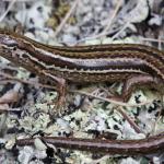 Herbfield skink (Otago). <a href="https://www.instagram.com/samuelpurdiewildlife/">© Samuel Purdie</a>