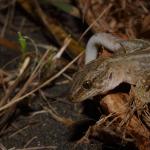 Korowai gecko (Muriwai beach, Auckland). <a href="https://www.instagram.com/tim.harker.nz/?hl=en">© Tim Harker</a>