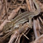 Korowai gecko (Muriwai beach, Auckland). <a href="https://www.instagram.com/nickharker.nz/">© Nick Harker</a>