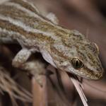 Korowai gecko (Muriwai beach, Auckland). <a href="https://www.instagram.com/nickharker.nz/">© Nick Harker</a>