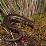 Southern grass skink in coastal vegetation (Christchurch). <a href="https://www.instagram.com/nickharker.nz/?hl=en">© Nick Harker</a>