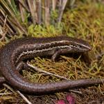 Southern grass skink in coastal vegetation (Christchurch). <a href="https://www.instagram.com/nickharker.nz/?hl=en">© Nick Harker</a>