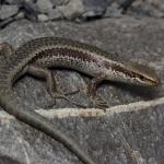 Roamatimati skink basking in scree (inland Canterbury). <a href="https://www.instagram.com/nickharker.nz/?hl=en">© Nick Harker</a>