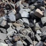 Roamatimati skinks basking in scree (inland Canterbury). <a href="https://www.instagram.com/nickharker.nz/?hl=en">© Nick Harker</a>