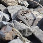 Roamatimati skinks basking in scree (inland Canterbury). <a href="https://www.instagram.com/nickharker.nz/?hl=en">© Nick Harker</a>