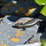 Northern grass skink (Mana Island). © Christopher Stephens