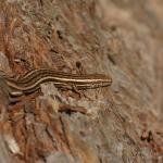 McCann's skink (Lake Tekapo, Canterbury). © Christopher Stephens