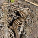 McCann's skink (Ben Lomond, Otago). © Christopher Stephens