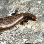 Cryptic skink (Ben Lomond, Otago). © Christopher Stephens