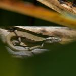 Glossy-brown skink (Wellington). © Christopher Stephens