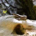 Glossy-brown skink (Wellington). © Christopher Stephens