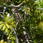 Eyre's skink within alpine shrubs (Humboldt mountains, Southland). © Christopher Stephens