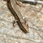 McCann's skink (Old Man Range, Otago). © Christopher Stephens