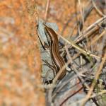 Eyre's skink (Kepler mountains, Southland). © Christopher Stephens