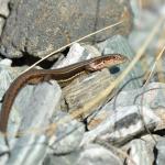 Eyre's skink (Kepler mountains, Southland). © Christopher Stephens