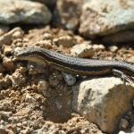 Eyre's skink (Kepler mountains, Southland). © Christopher Stephens